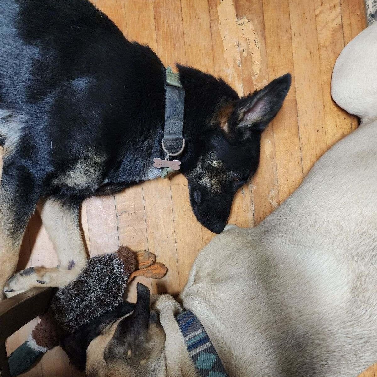 MAE MAE, a Adoptable mixed breed in Murrieta, CA image 3/6