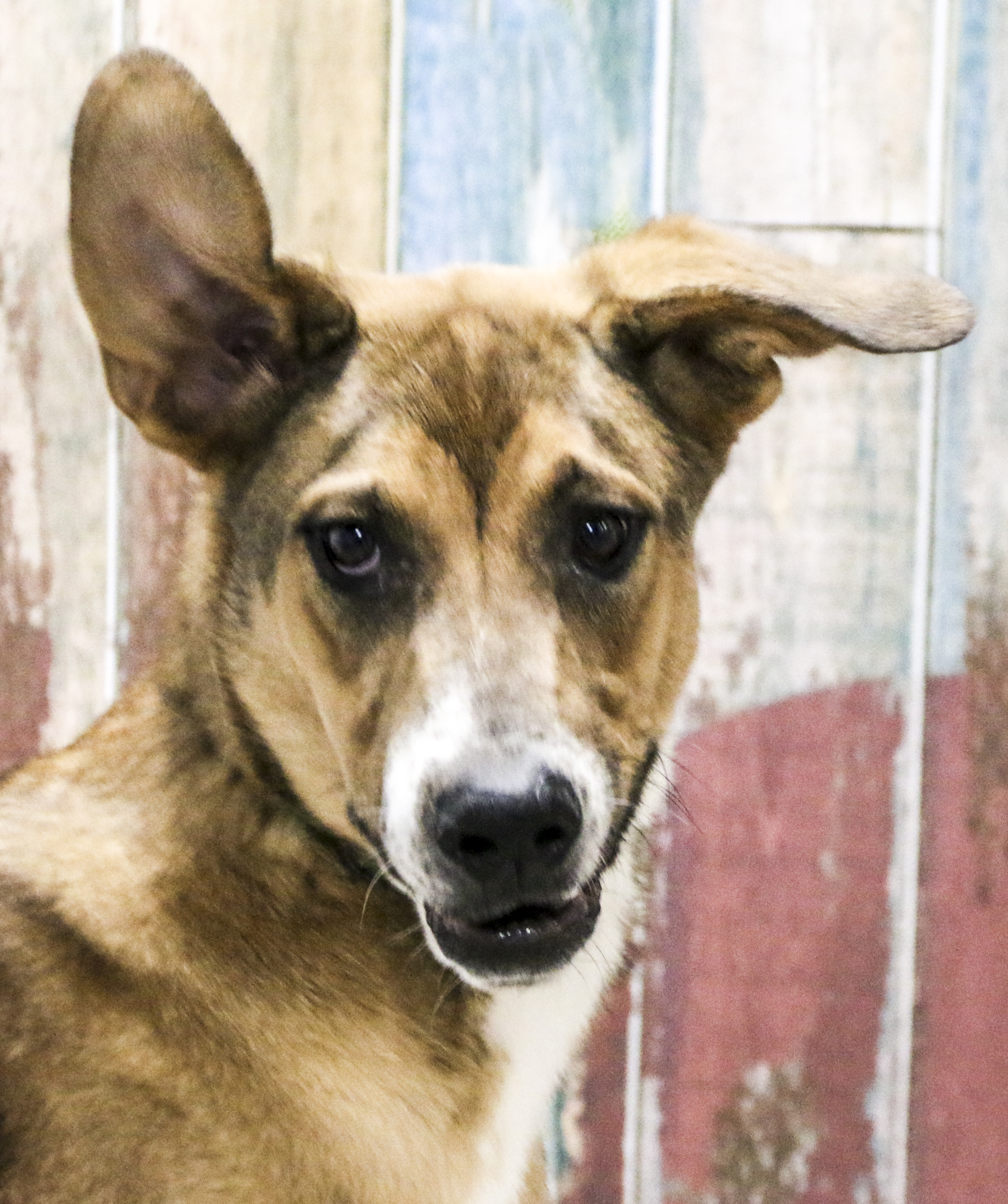 The Rez Brothers -- Howie