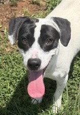 Bunny, a Adopted mixed breed in Carrollton, GA image 1/3