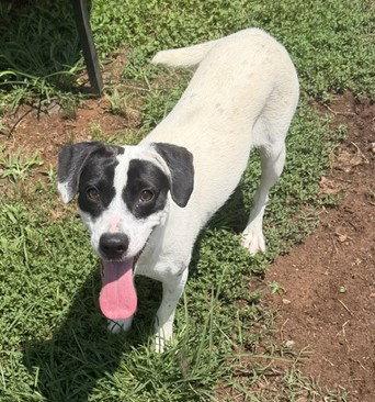 Bunny, a Adopted mixed breed in Carrollton, GA image 2/3