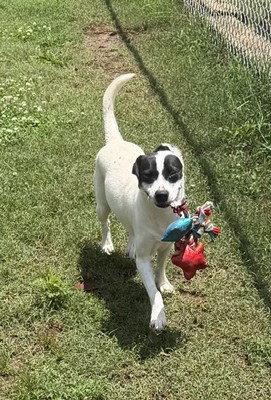 Bunny, a Adopted mixed breed in Carrollton, GA image 3/3