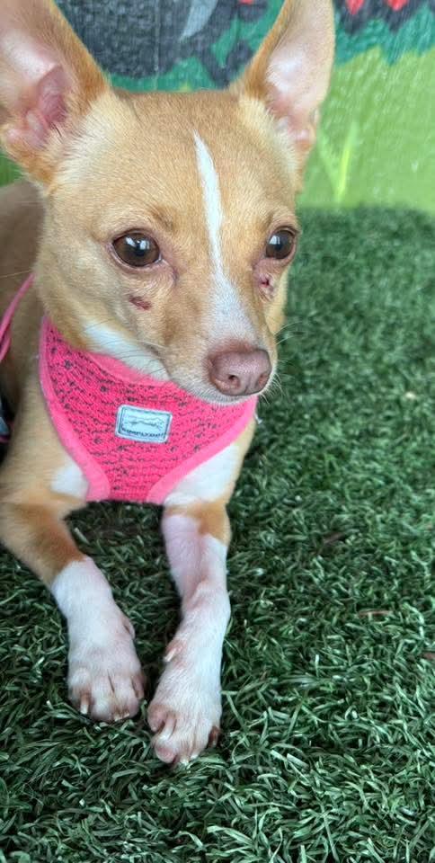CHLOE, an adopted Chihuahua in Vandergrift, PA image 2/4