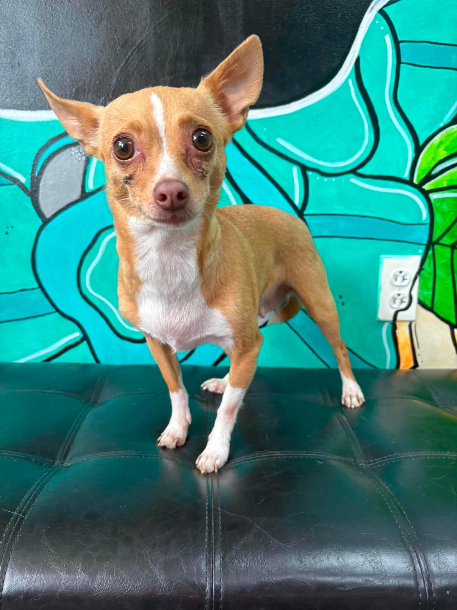 CHLOE, an adopted Chihuahua in Vandergrift, PA image 3/4