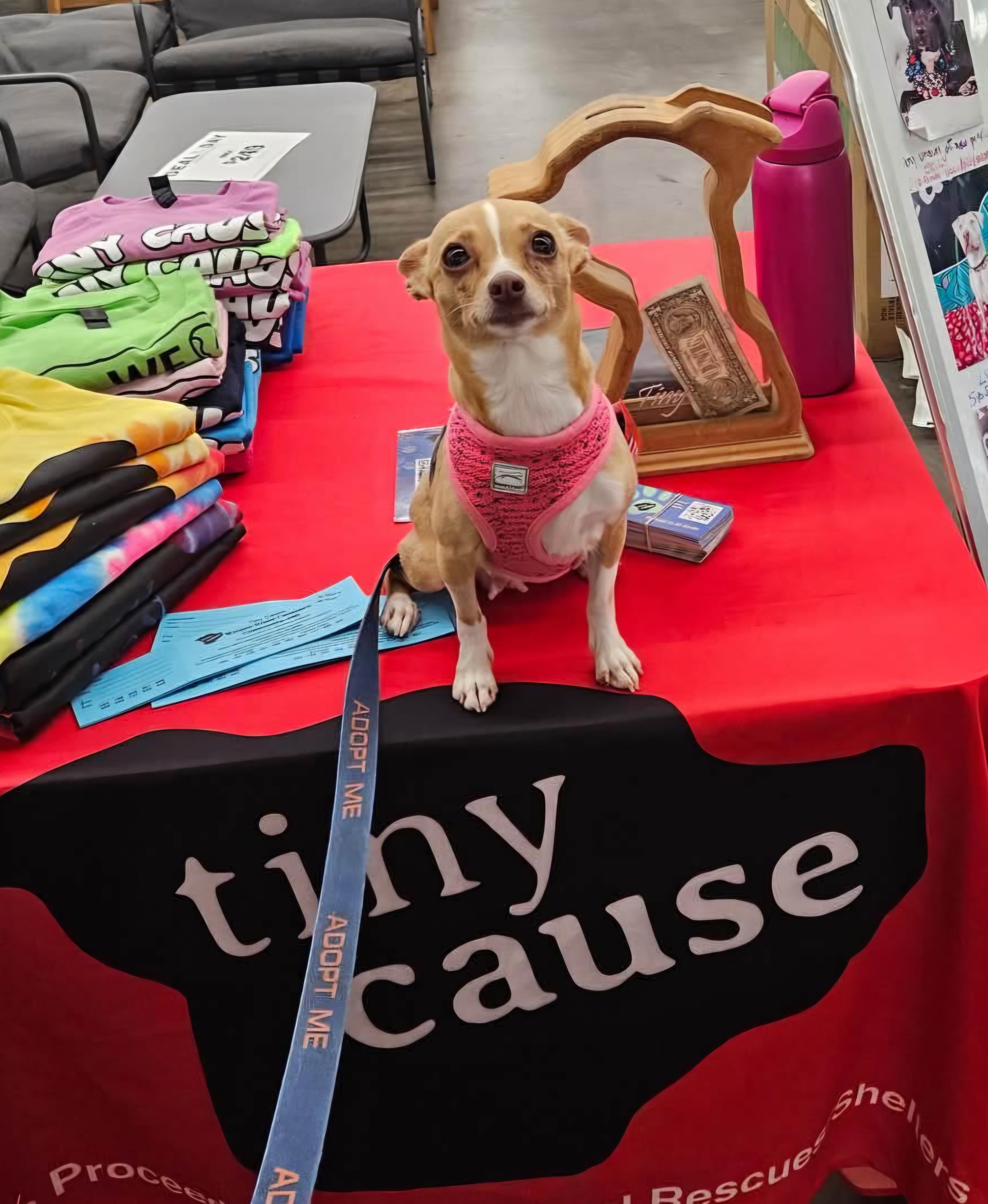 CHLOE, an adopted Chihuahua in Vandergrift, PA image 4/4