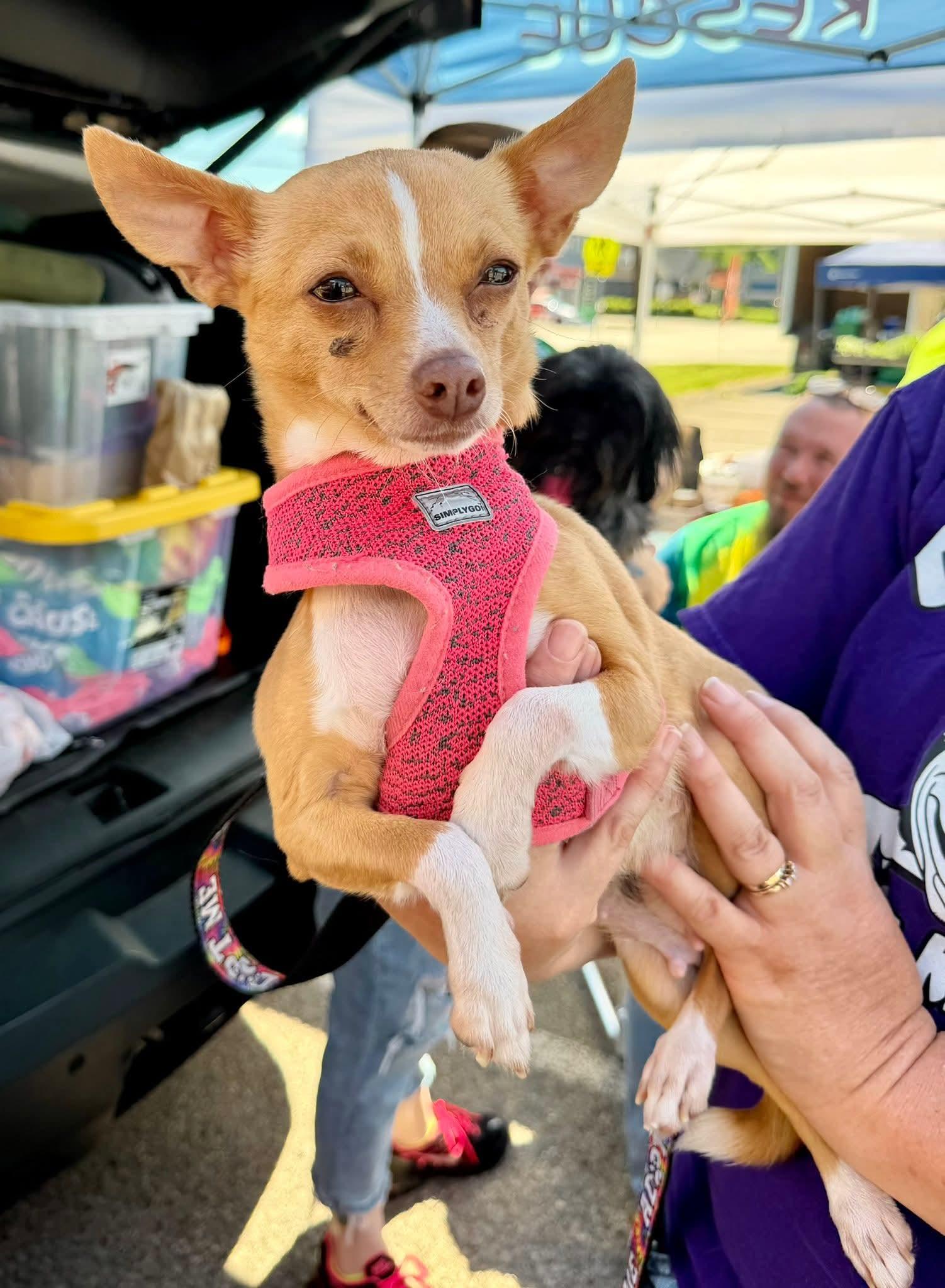 CHLOE, adopted, Adult Female Chihuahua.