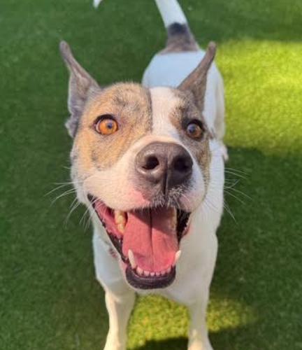 Honey, a Adoptable mixed breed in Washington DC, DC image 1/5