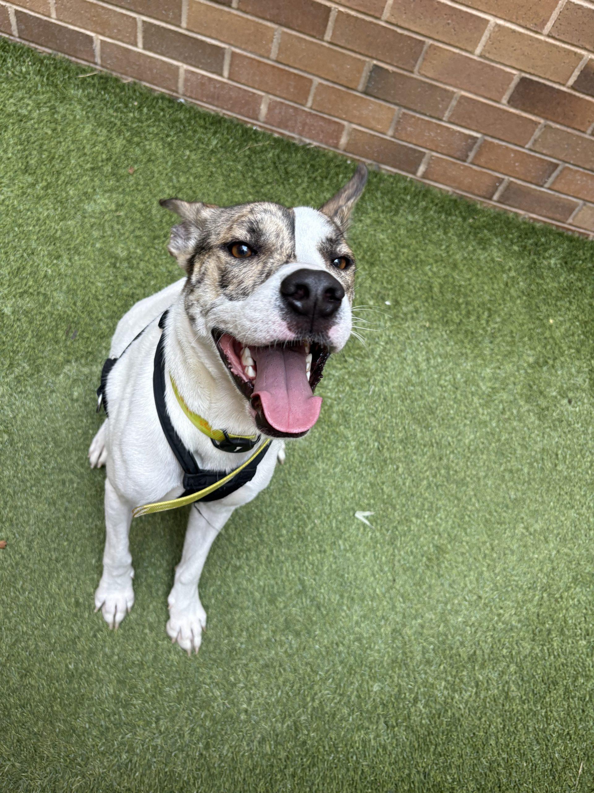 Honey, Adoptable, Young Female Shepherd & Mixed Breed.