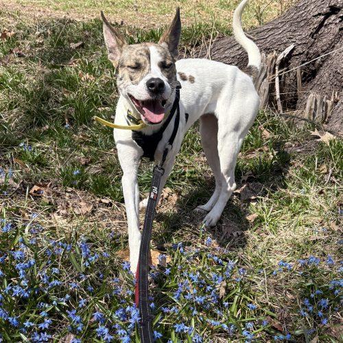 Honey, Adoptable, Young Female Shepherd & Mixed Breed.