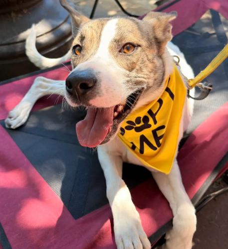 Honey, a Adoptable mixed breed in Washington DC, DC image 2/5
