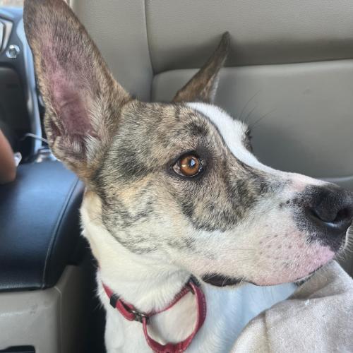 Enlarge Honey, a Adoptable mixed breed in Washington DC, DC image 2/5