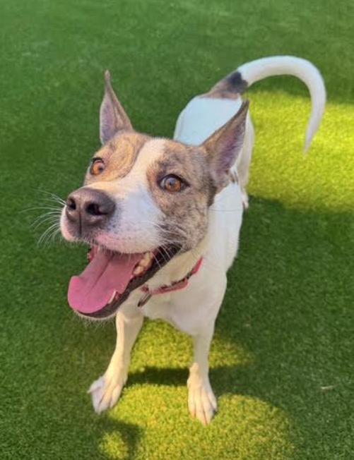 Enlarge Honey, a Adoptable mixed breed in Washington DC, DC image 3/6