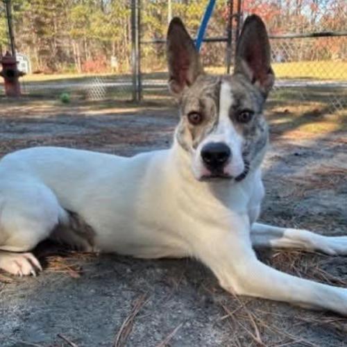 Enlarge Honey, a Adoptable mixed breed in Washington DC, DC image 3/5