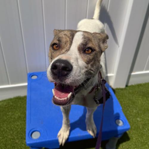 Honey, a Adoptable mixed breed in Washington DC, DC image 3/5