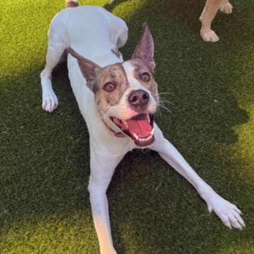 Honey, a Adoptable mixed breed in Washington DC, DC image 4/5