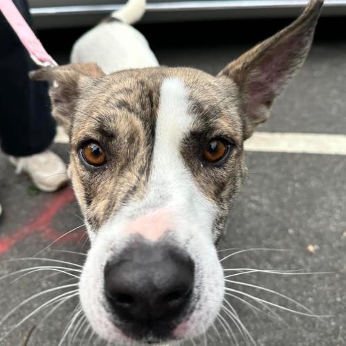 Enlarge Honey, a Adoptable mixed breed in Washington DC, DC image 4/5