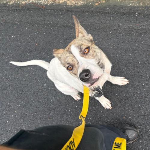 Honey, a Adoptable mixed breed in Washington DC, DC image 4/5