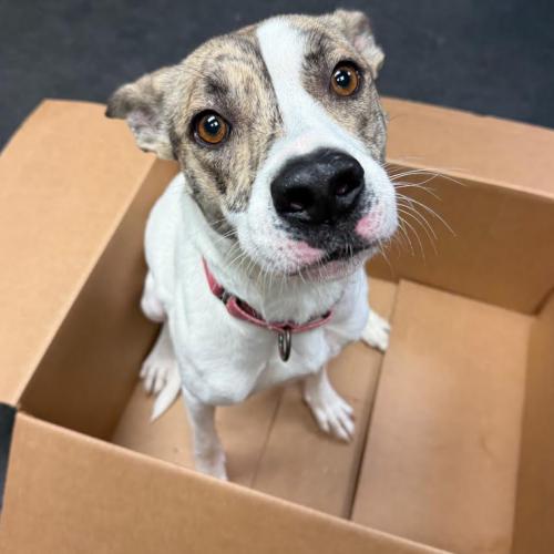 Honey, a Adoptable mixed breed in Washington DC, DC image 5/5
