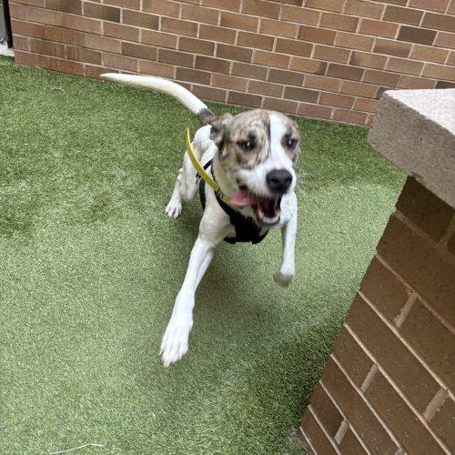 Enlarge Honey, a Adoptable mixed breed in Washington DC, DC image 5/5