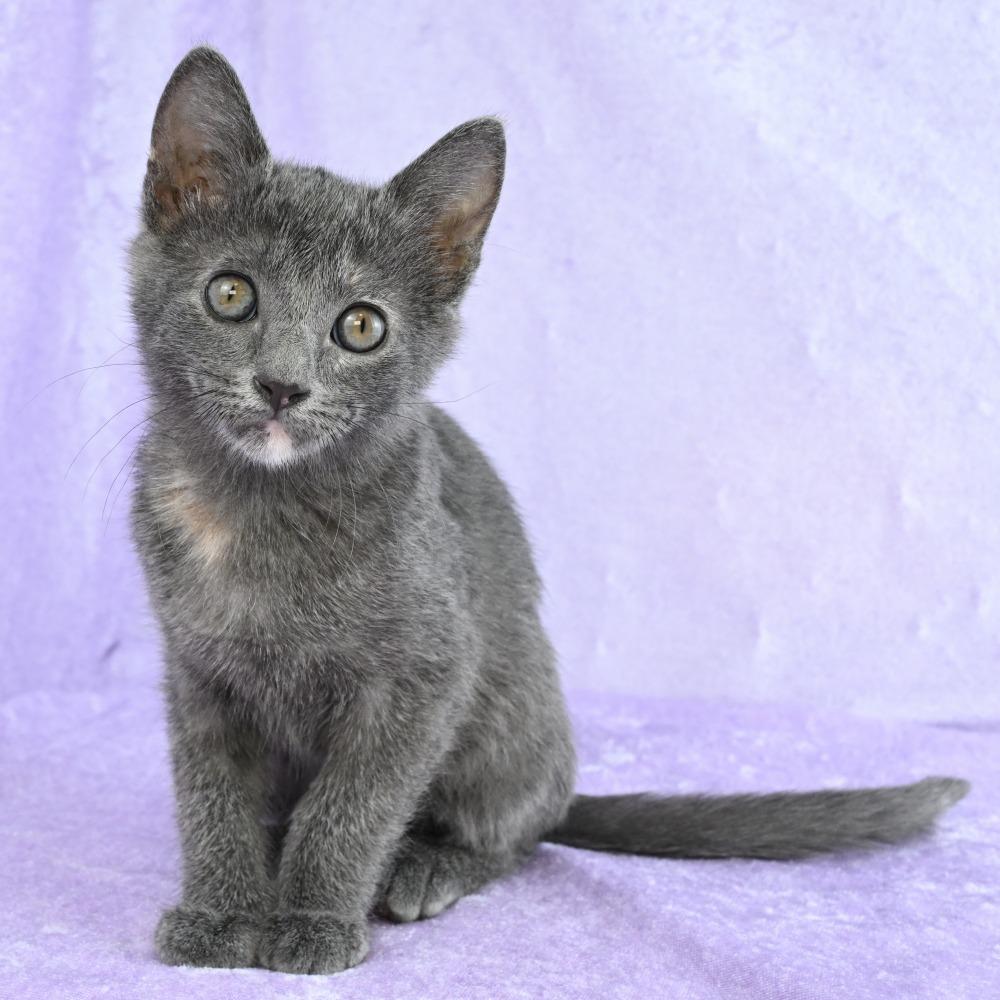 Girlfriend, a Adoptable mixed breed in Mobile, AL image 1/6