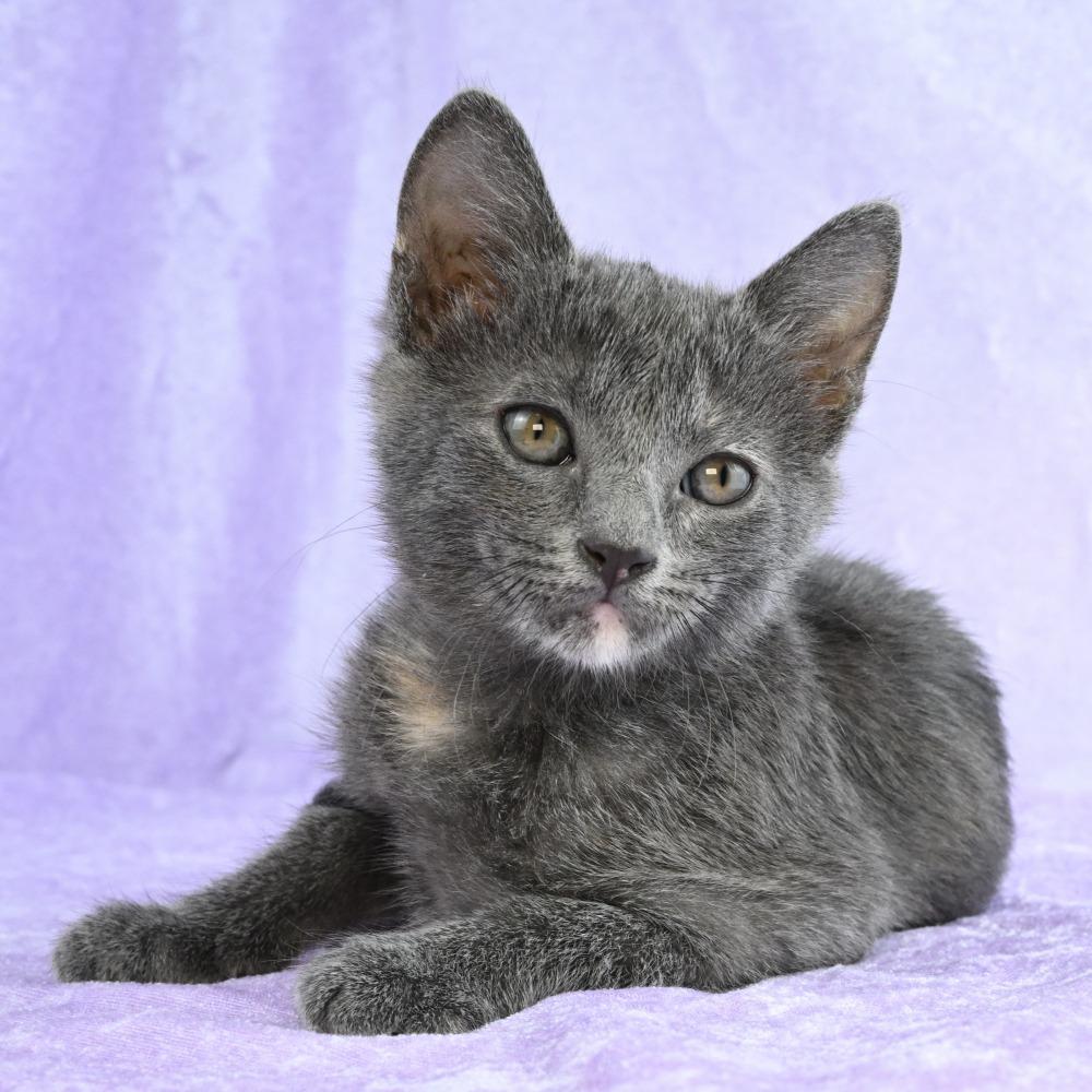Girlfriend, a Adoptable mixed breed in Mobile, AL image 2/6