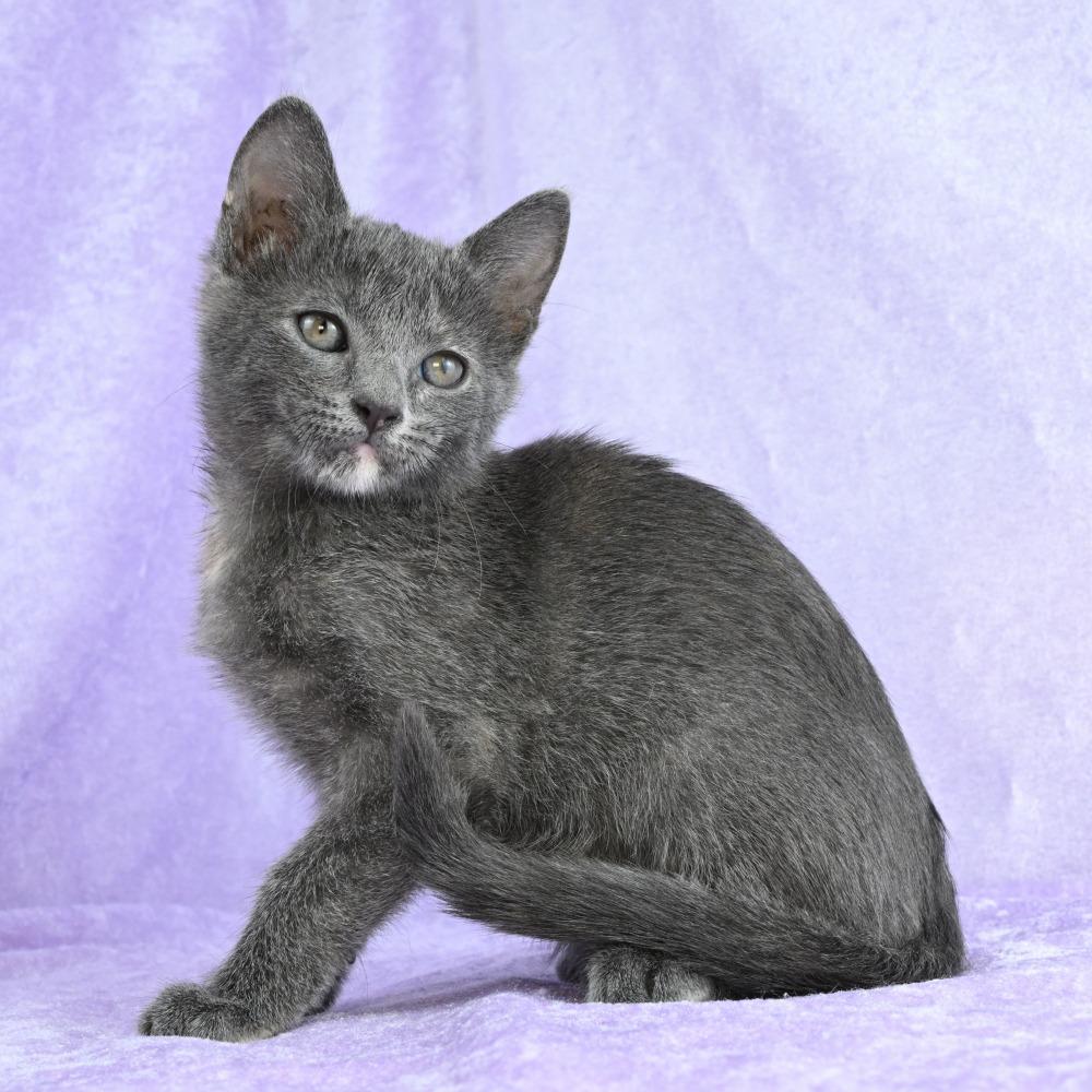 Girlfriend, a Adoptable mixed breed in Mobile, AL image 3/6