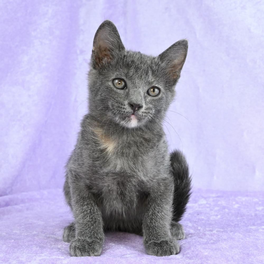 Girlfriend, a Adoptable mixed breed in Mobile, AL image 4/6