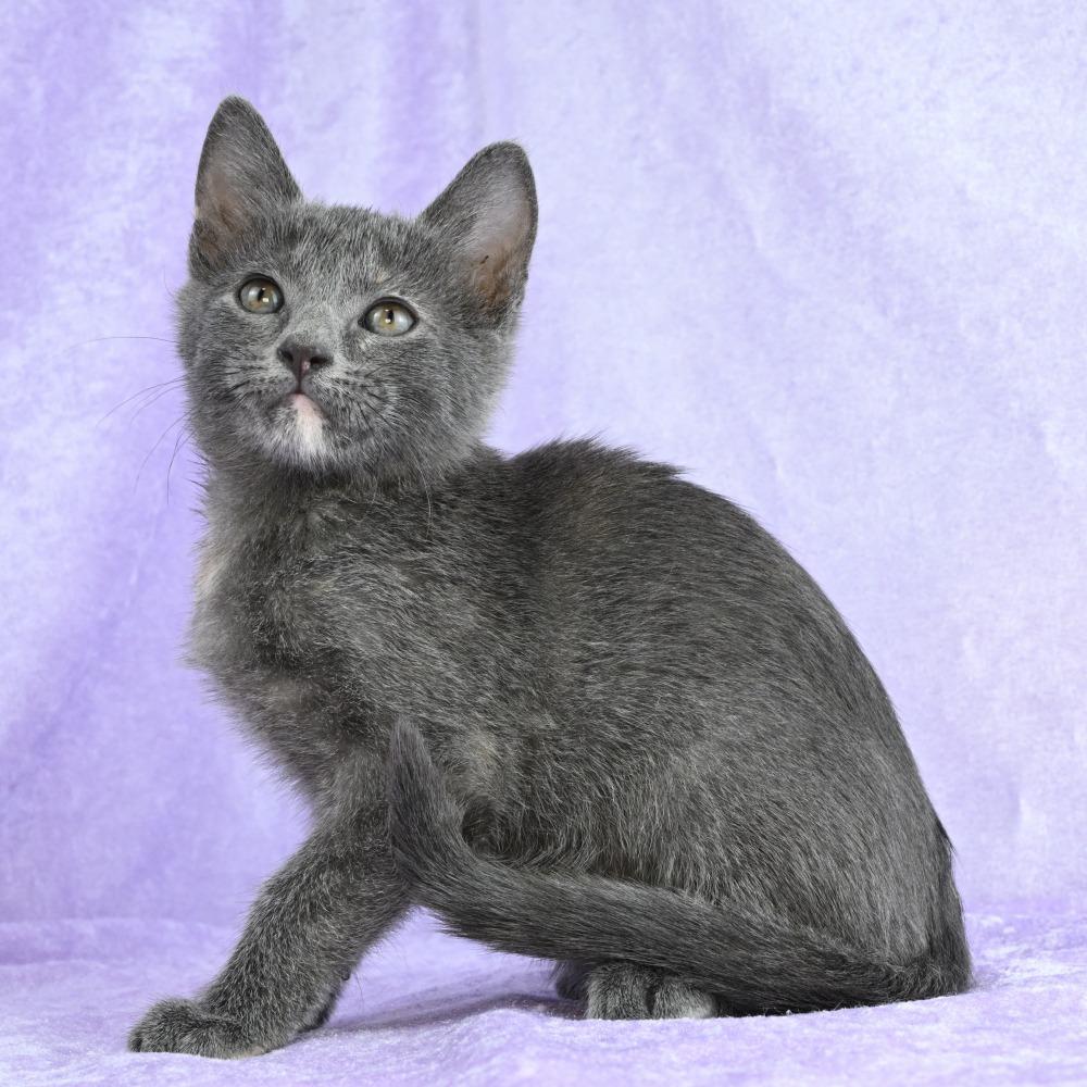 Girlfriend, a Adoptable mixed breed in Mobile, AL image 5/6