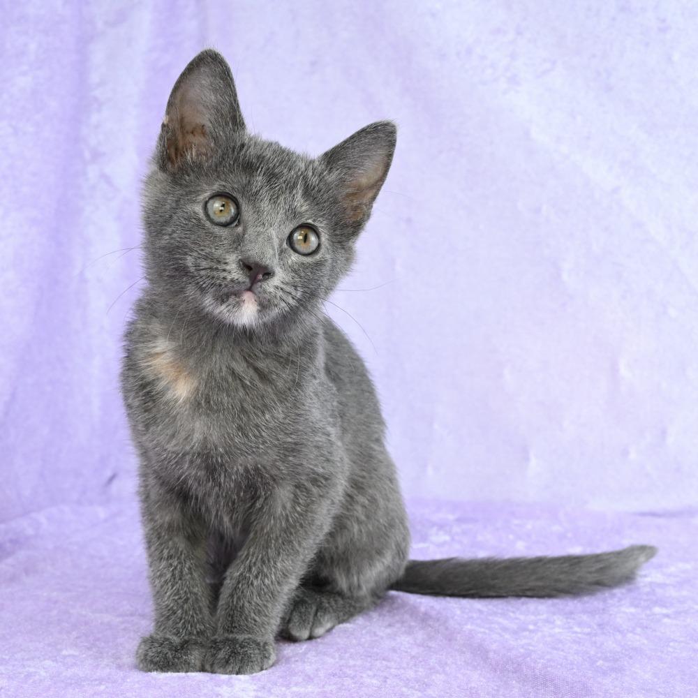 Girlfriend, a Adoptable mixed breed in Mobile, AL image 6/6