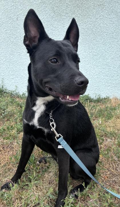 Enlarge DeeDee, a Adoptable mixed breed in McCook, NE image 1/3