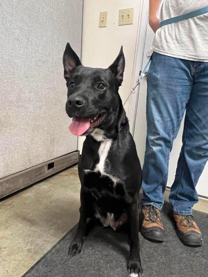 Enlarge DeeDee, a Adoptable mixed breed in McCook, NE image 2/3