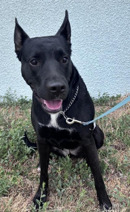 Enlarge DeeDee, a Adoptable mixed breed in McCook, NE image 3/3