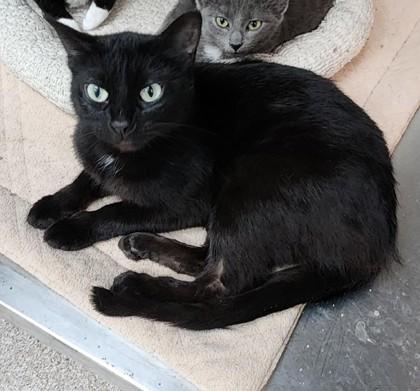 Selena, ADOPTABLE, Senior Female Domestic Short Hair.