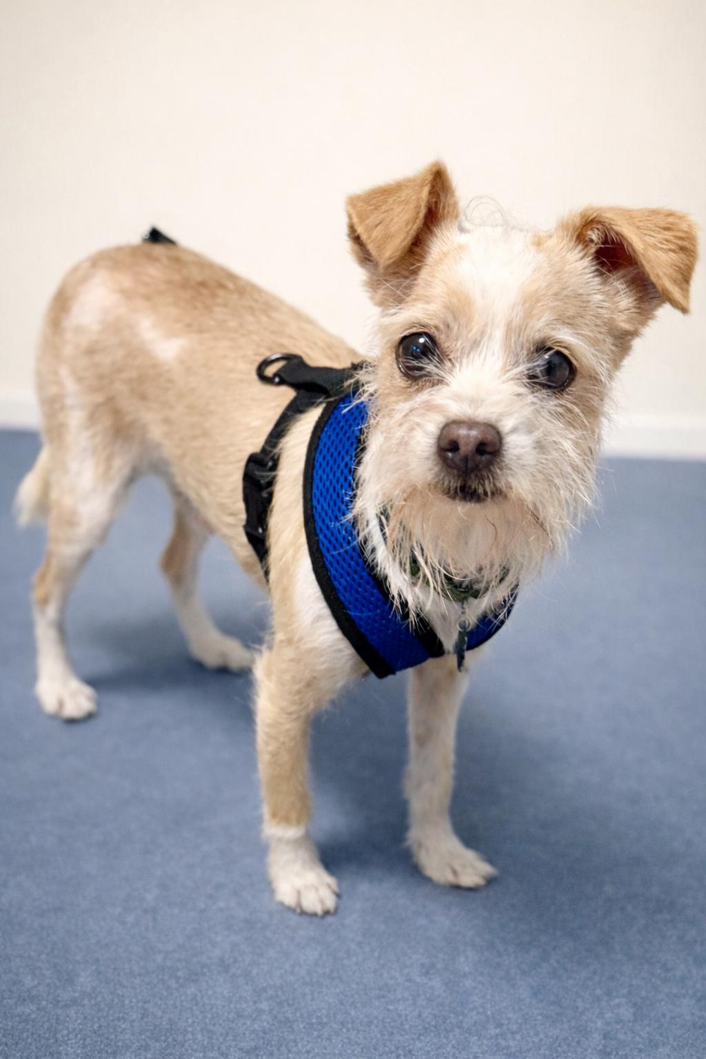 Enlarge PeeWee, an adopted mixed breed in San Pedro, CA image 1/5