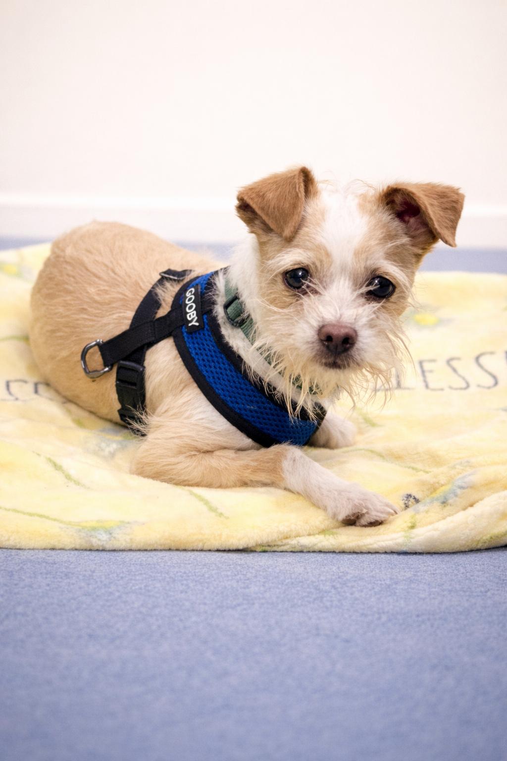 Enlarge PeeWee, an adopted mixed breed in San Pedro, CA image 2/5