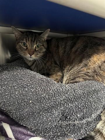 TIGER EYES, Adoptable, Young Female Domestic Short Hair.