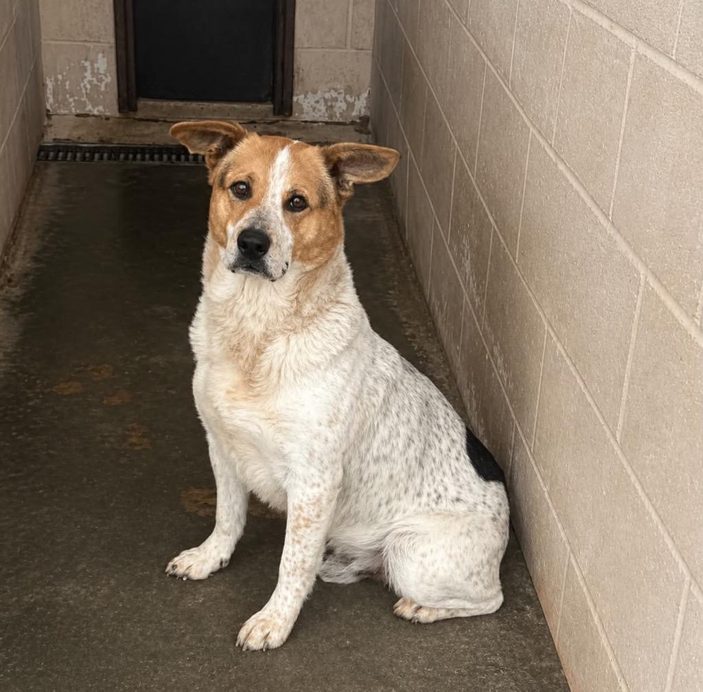 Enlarge Bucky, a Adoptable mixed breed in Beebe, AR image 1/1
