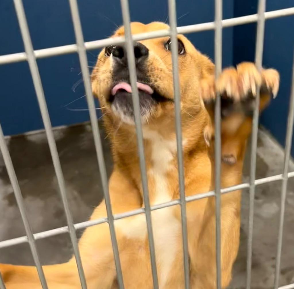 Sadie, Adoptable, Young Female Mixed Breed.