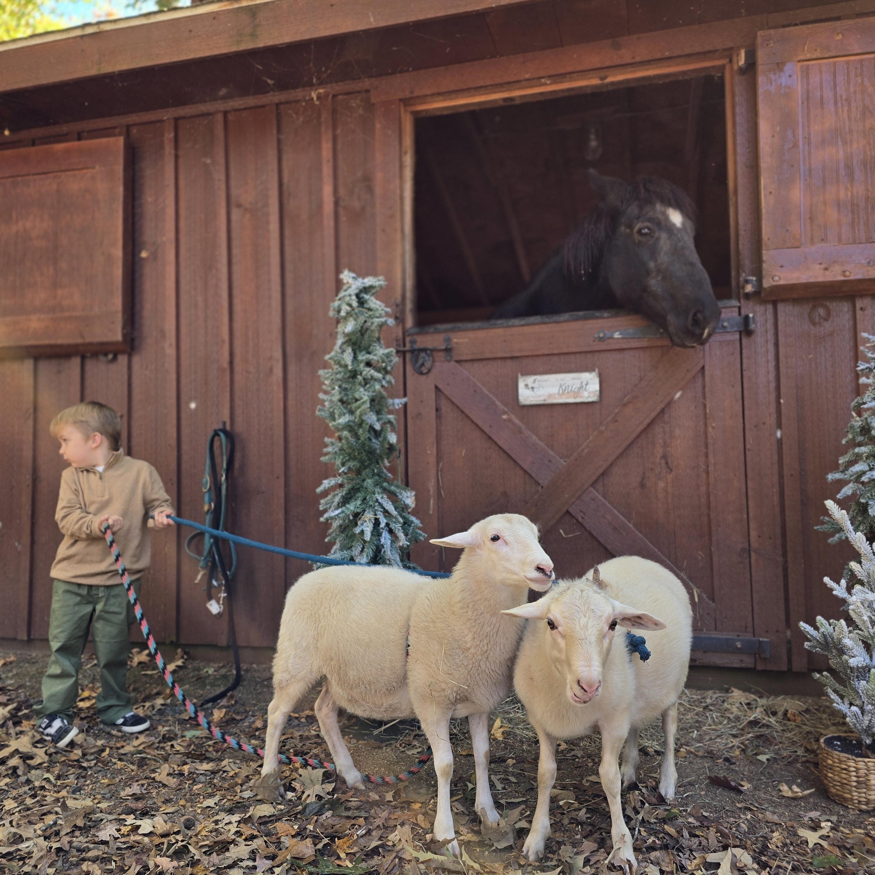 Lilith and Franklin , ADOPTABLE, Young Male Shetland & Sheep.