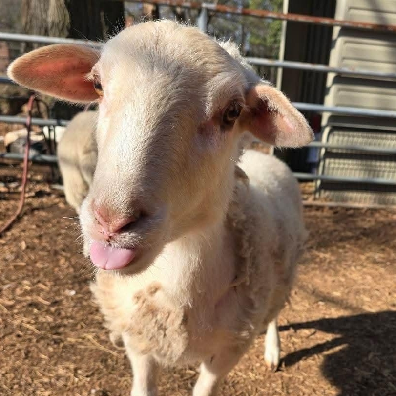 Enlarge Lilith and Franklin , a ADOPTABLE mixed breed in Charlotte, NC image 6/6