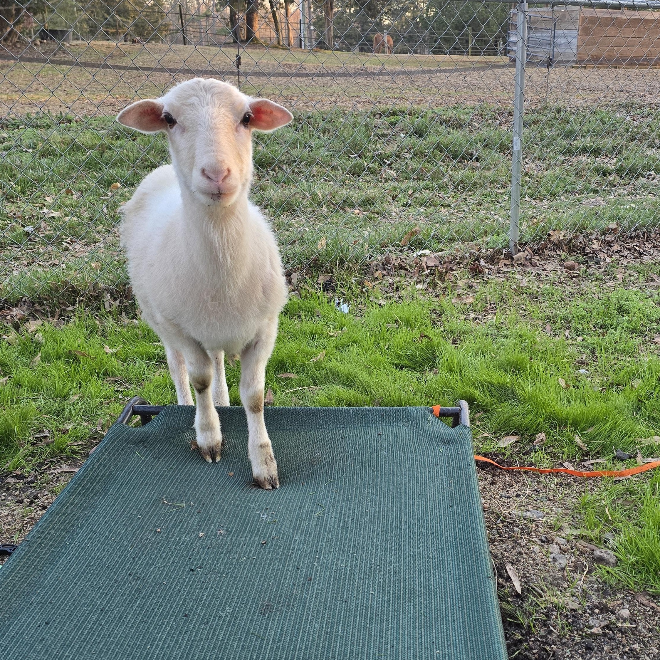 Enlarge Lilith and Franklin , a ADOPTABLE mixed breed in Charlotte, NC image 4/6