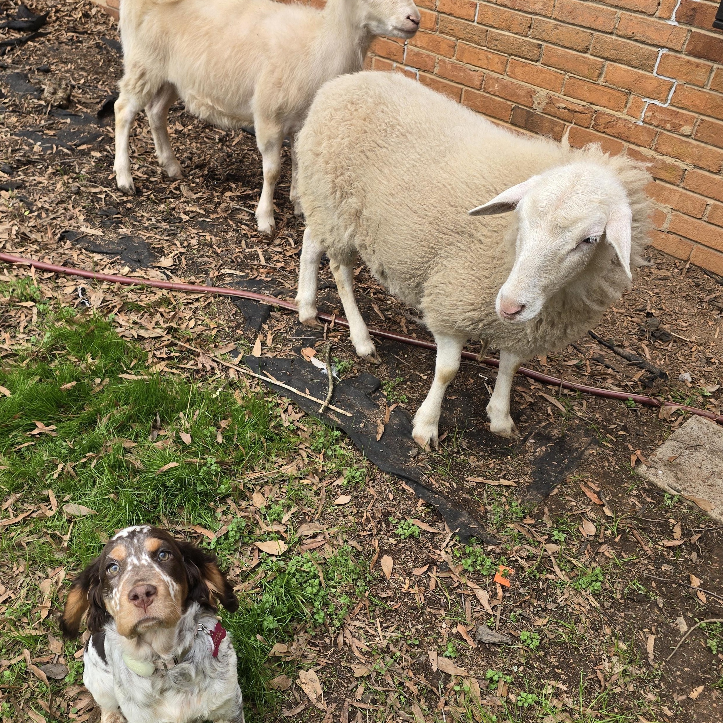 Enlarge Lilith and Franklin , a ADOPTABLE mixed breed in Charlotte, NC image 2/6