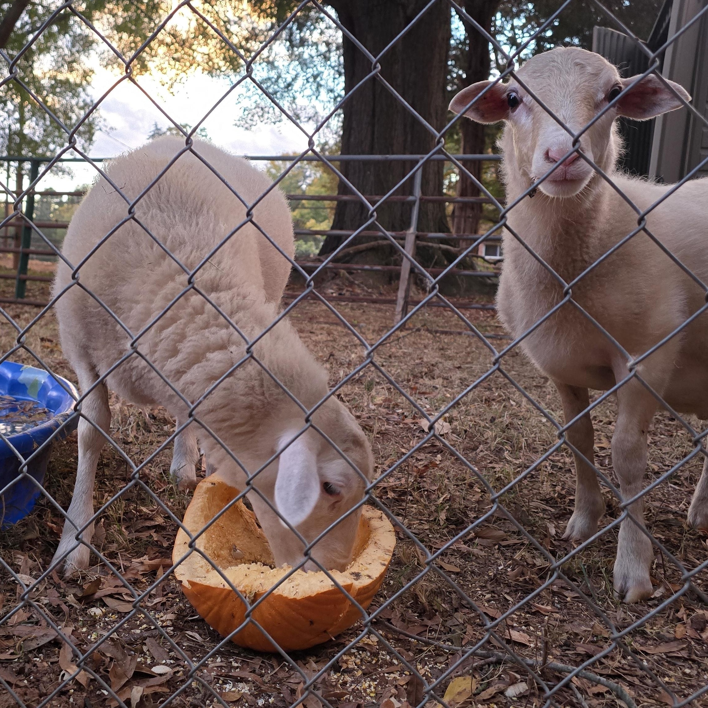 Enlarge Lilith and Franklin , a ADOPTABLE mixed breed in Charlotte, NC image 3/6