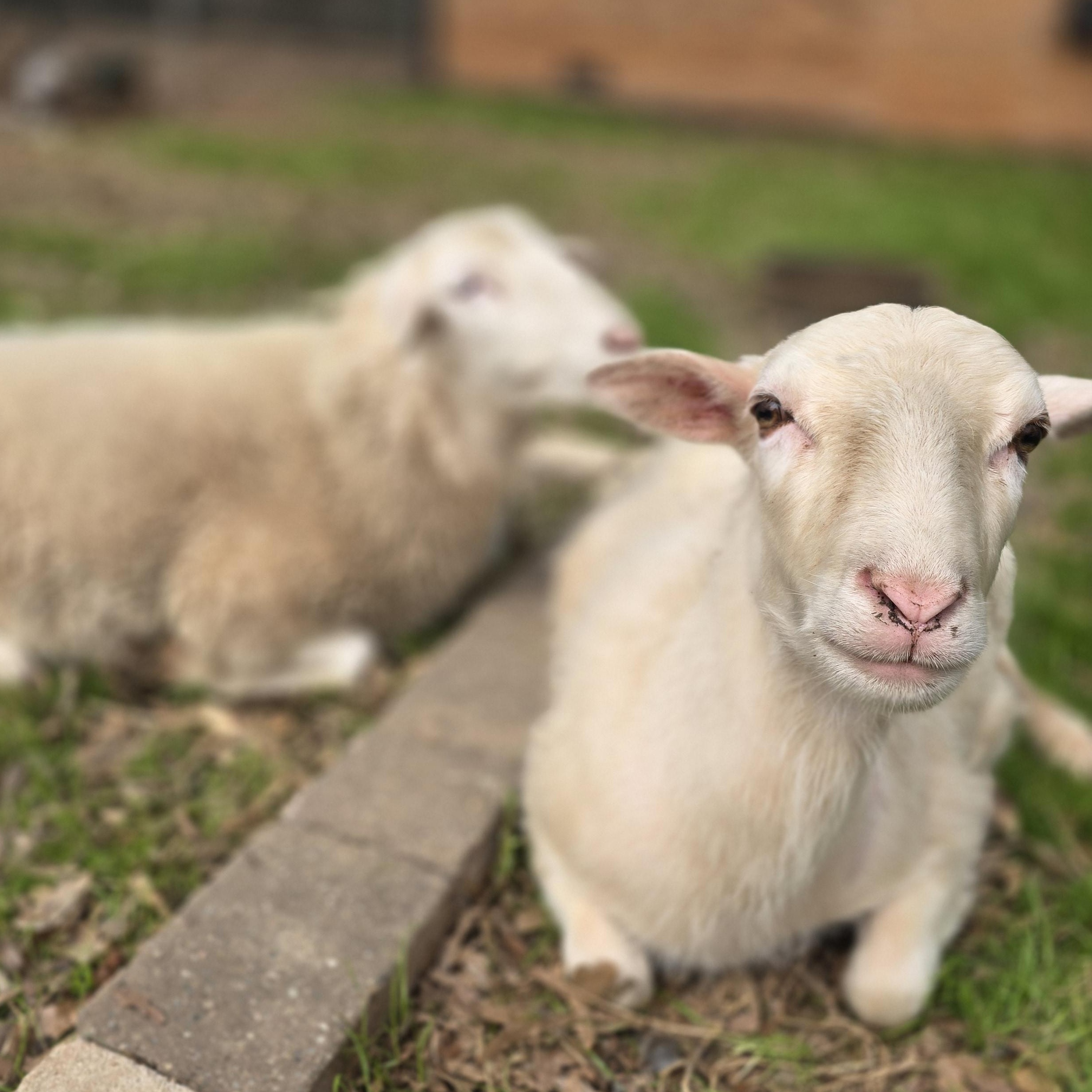 Enlarge Lilith and Franklin , a ADOPTABLE mixed breed in Charlotte, NC image 5/6