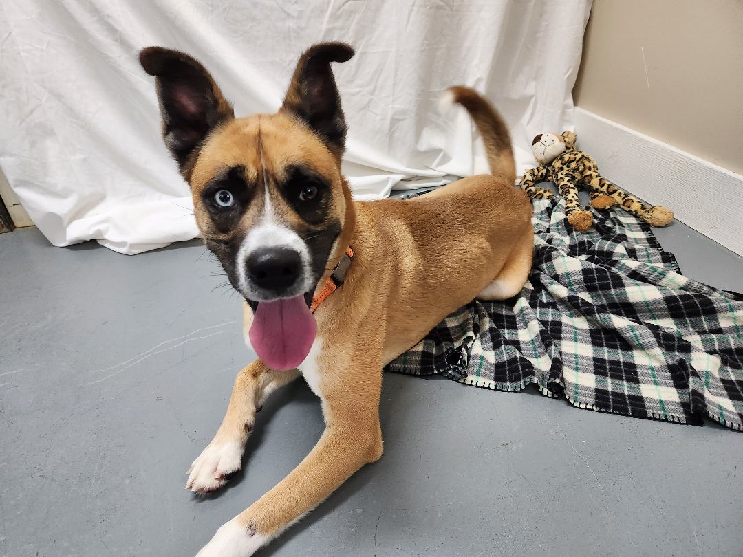 Buster, a Adoptable Husky in Hawk Point, MO image 2/4