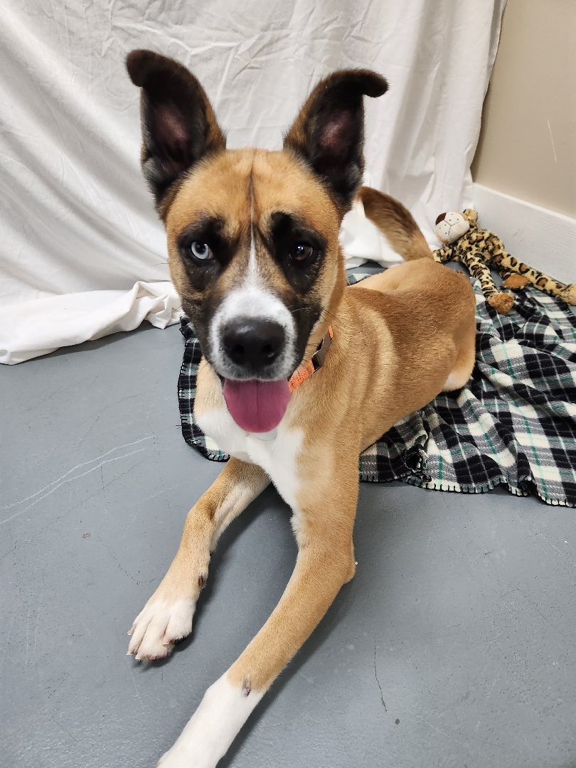 Buster, Adoptable, Young Male Husky.