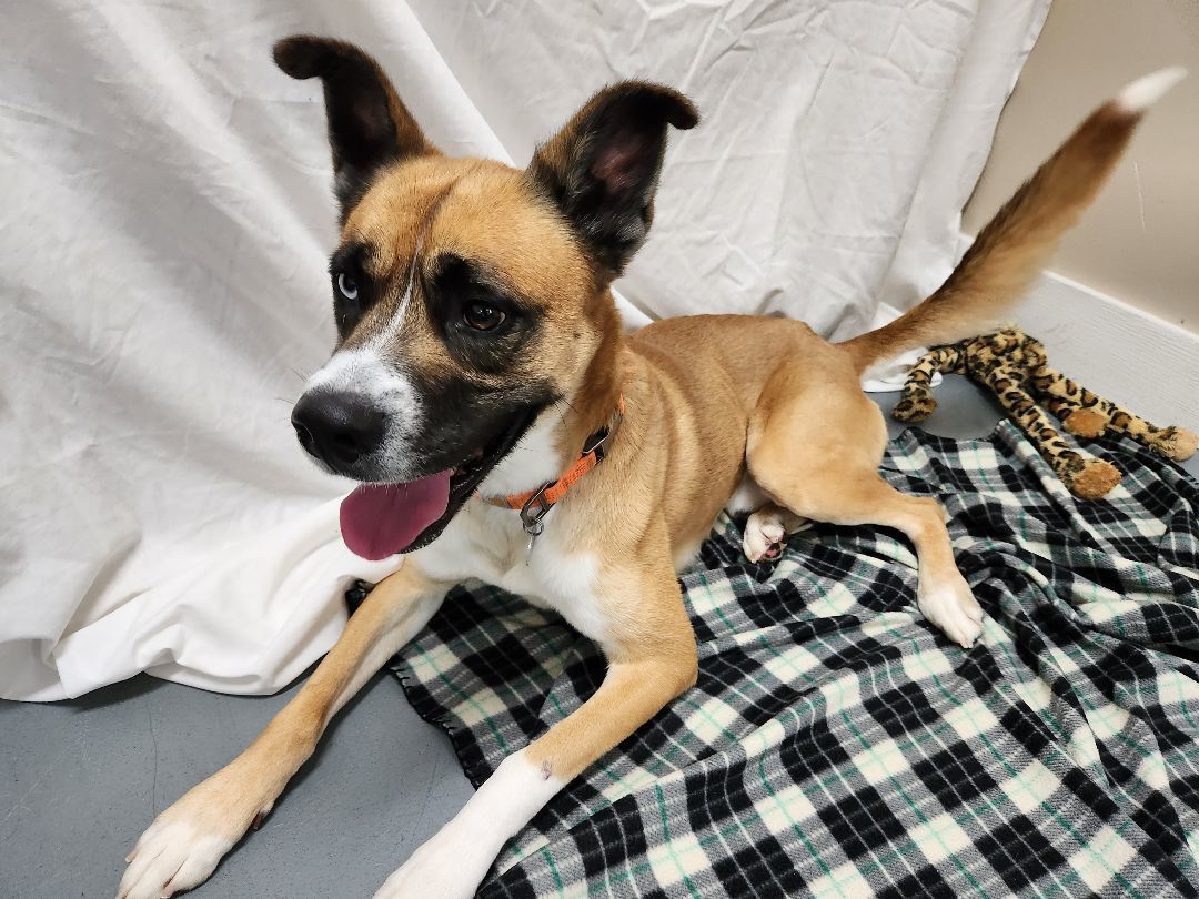 Buster, a Adoptable Husky in Hawk Point, MO image 4/4