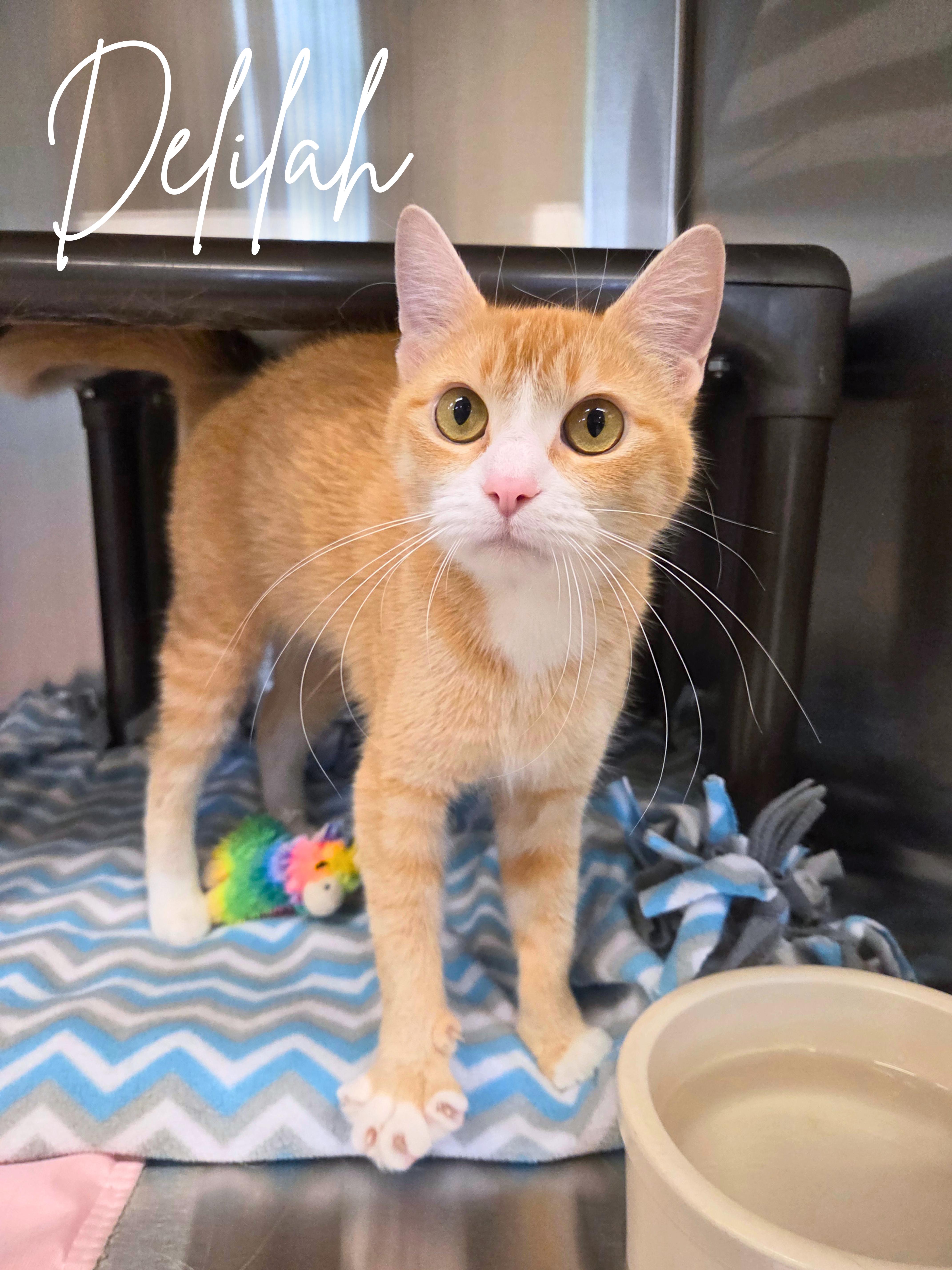 Delilah, ADOPTABLE, Young Female Domestic Short Hair.