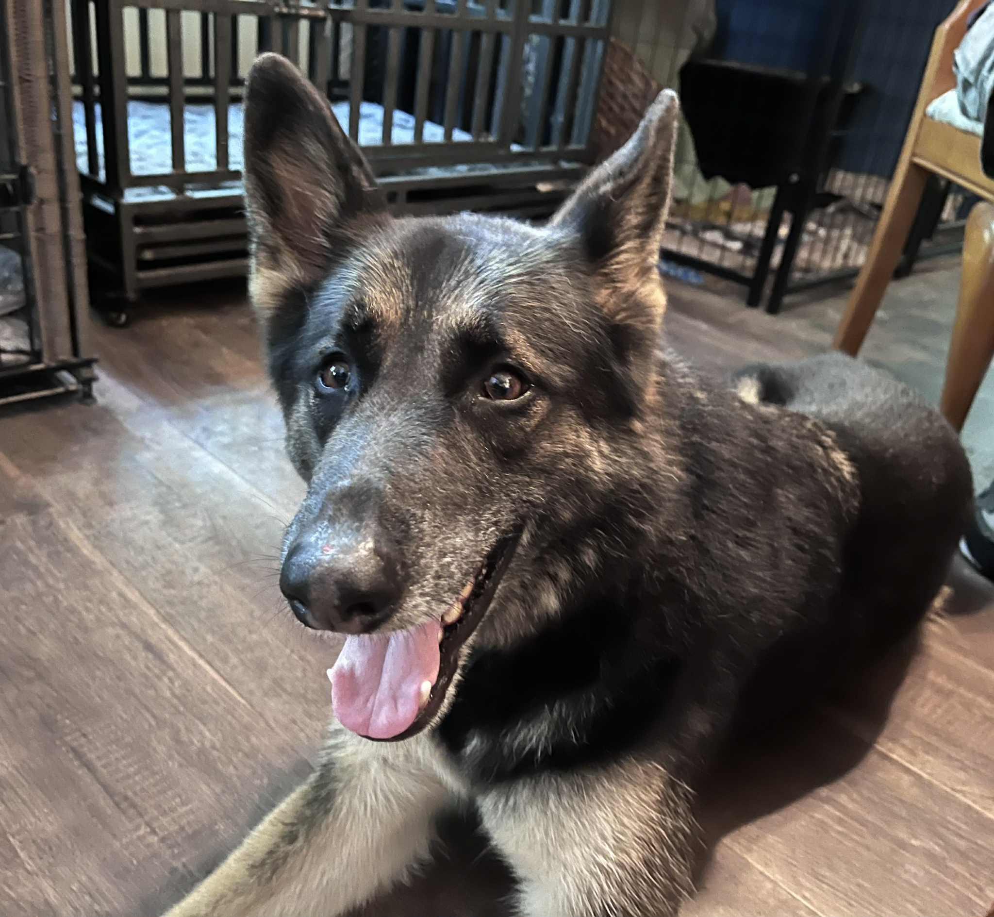 Enlarge Max, a Adopted German Shepherd Dog in Green Cove Springs, FL image 1/5