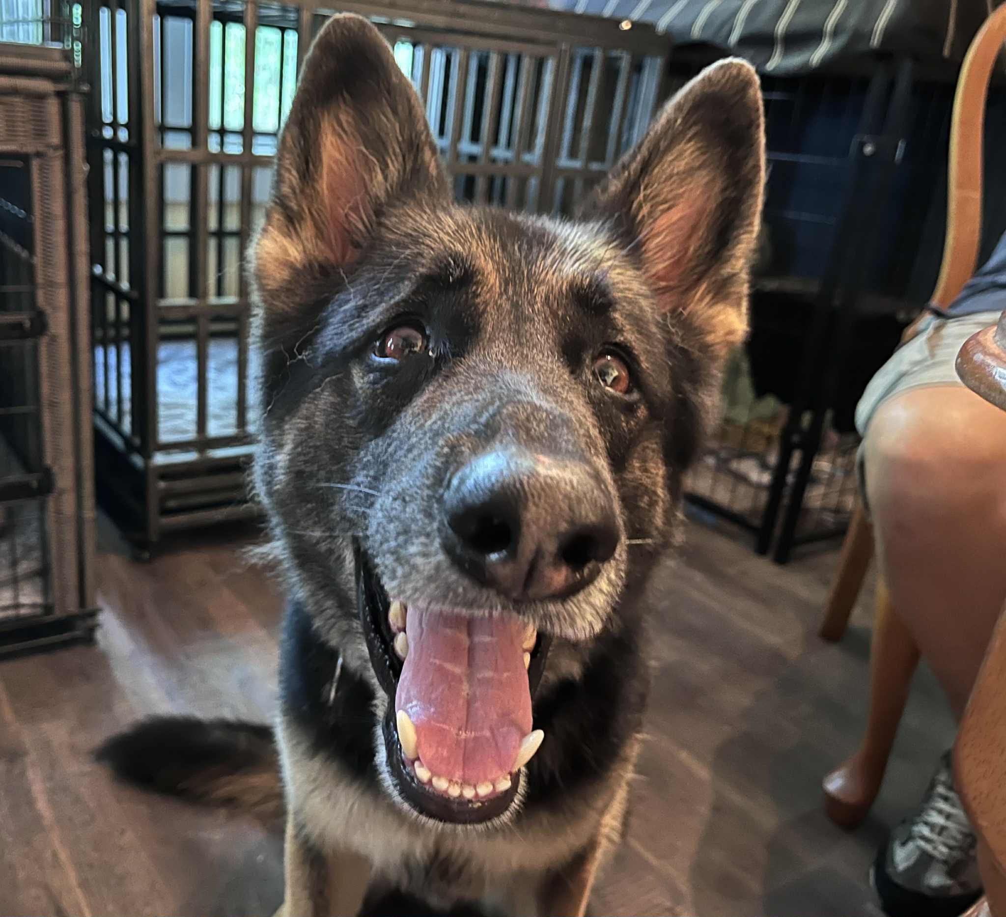 Enlarge Max, a Adopted German Shepherd Dog in Green Cove Springs, FL image 2/5