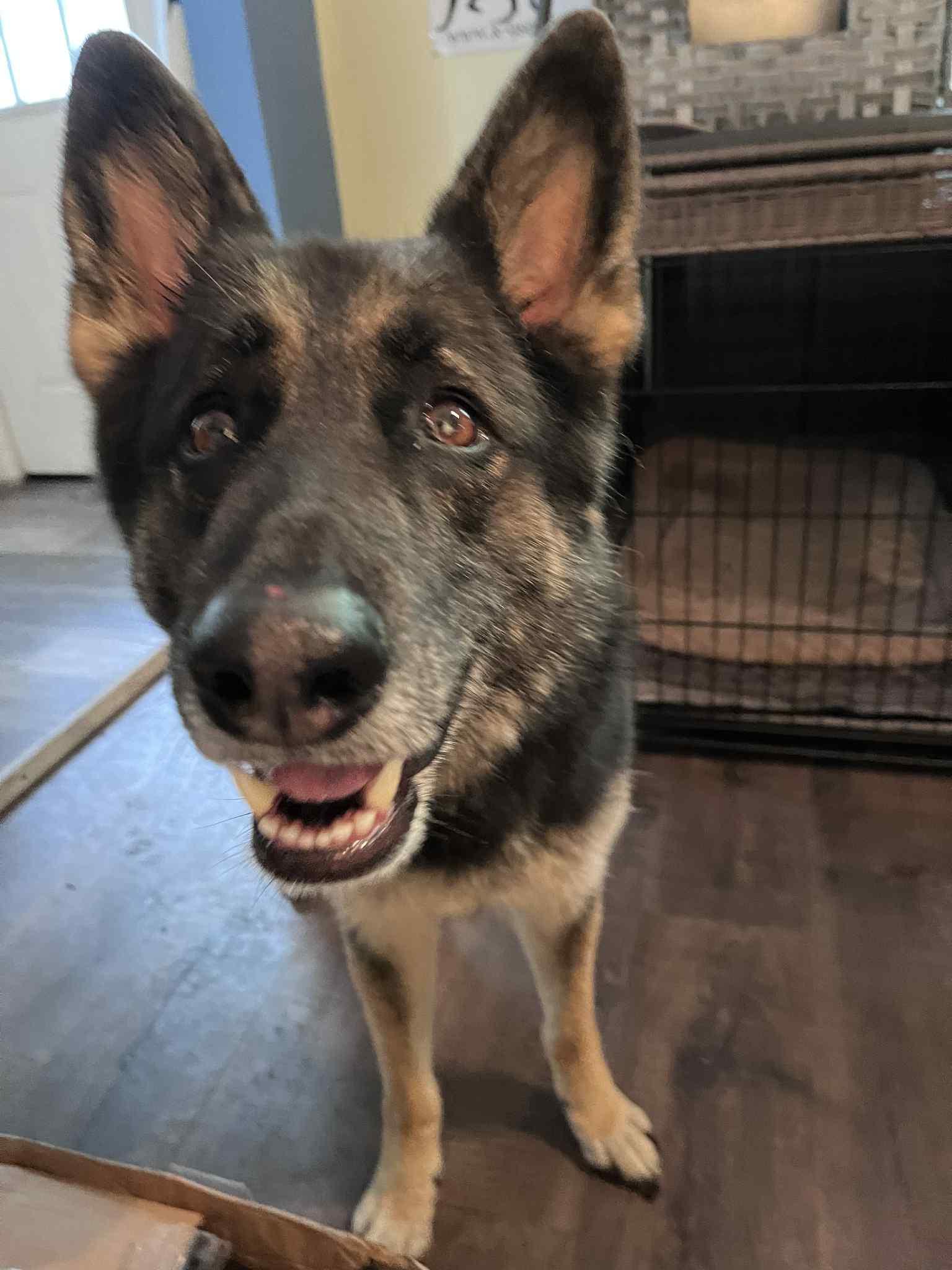 Enlarge Max, a Adopted German Shepherd Dog in Green Cove Springs, FL image 3/5